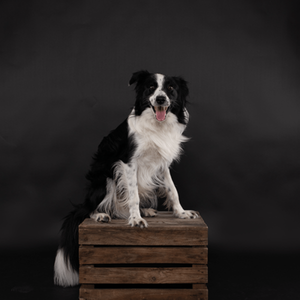 Fotostudio Shootz cadeaubon huisdierenshoot