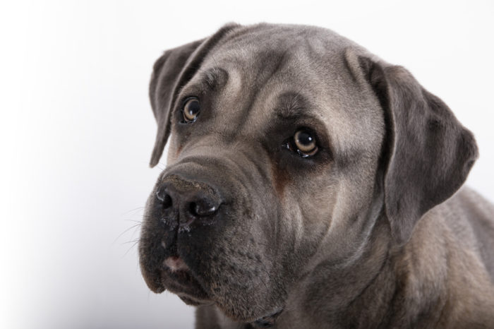 portfolio dieren cane corso close up