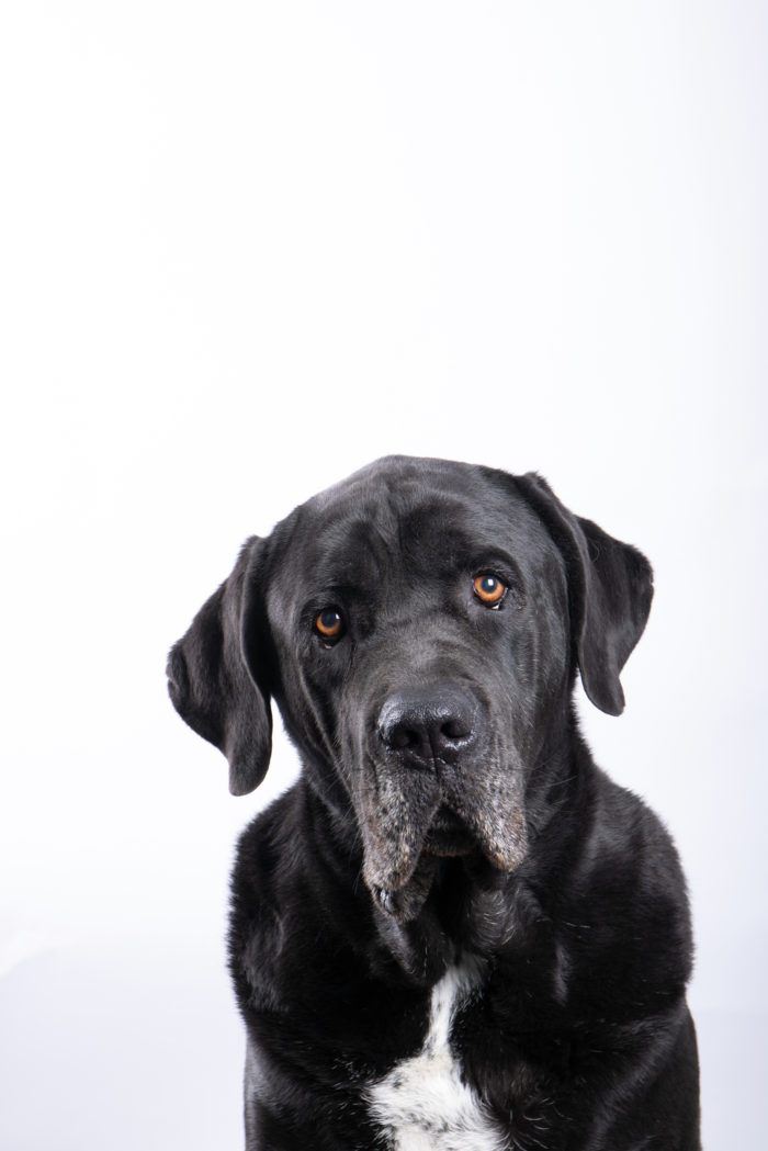 portfolio dieren cane corso kijkt in lens