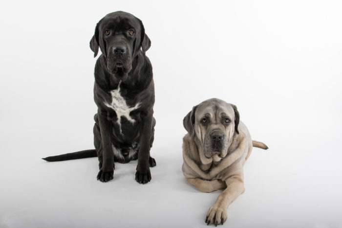 portfolio dieren cane corso's 1 zit 1 ligt