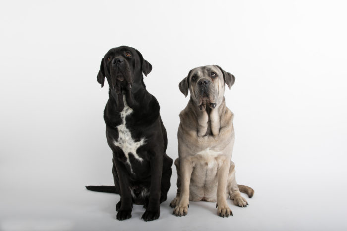 portfolio dieren cane corso's schuin kijkend omhoog